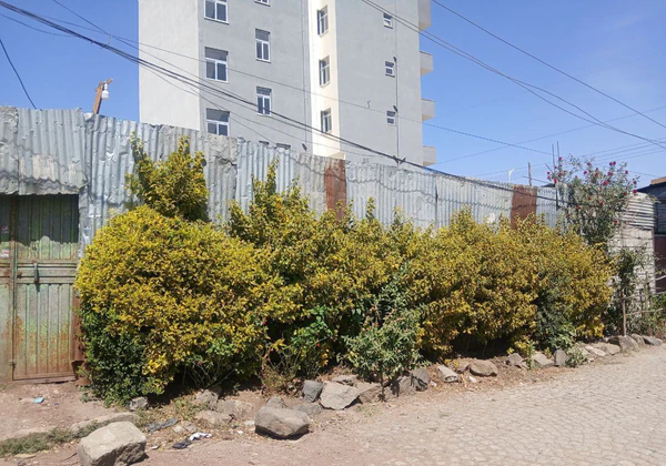 175 m² Land with Old House for Sale in Lafto, Addis Ababa